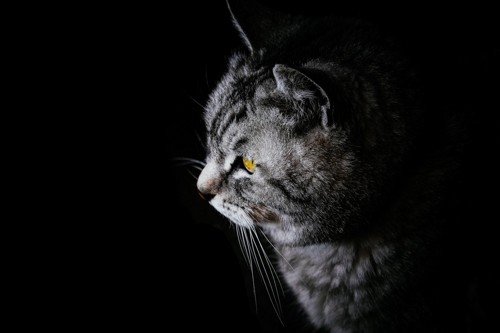 暗闇の中で何かを見つめる猫