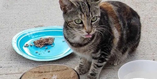 エサの皿とキジトラ猫