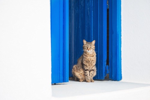 玄関の前に座る猫