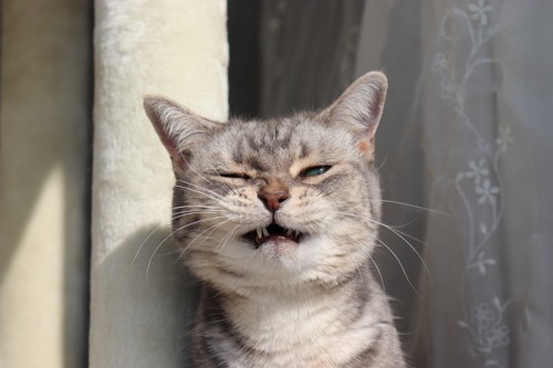 怒った表情の猫
