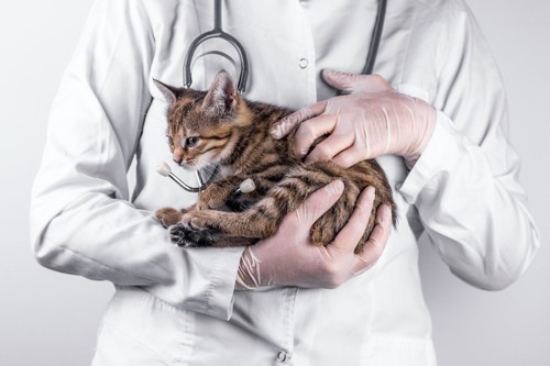 医者に抱っこされてる猫の写真