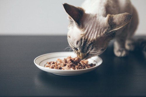 トッピングが入ったご飯を食べる猫
