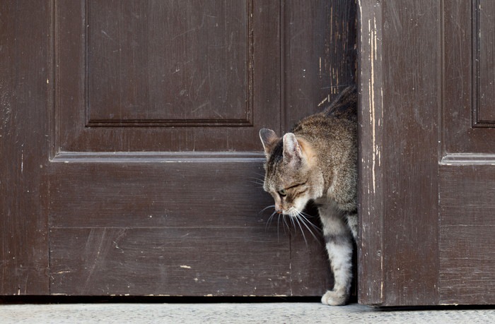 扉から出てくる猫