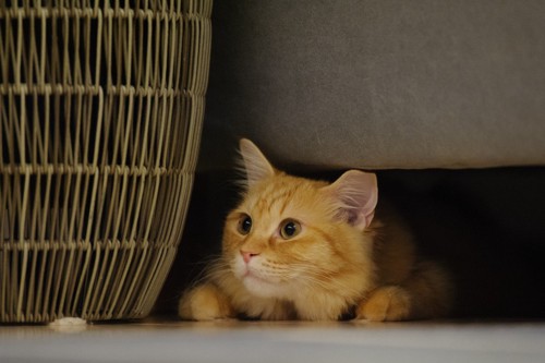 家具の下にいる猫