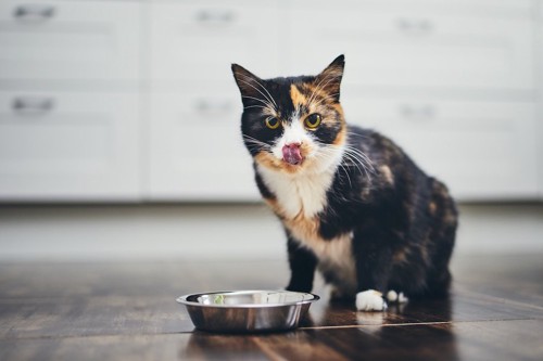 ゴハンを食べて満足げな表情の猫