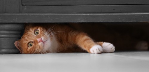 家具の隙間でくつろぐ猫