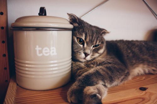 TEAの缶に寄りかかる猫
