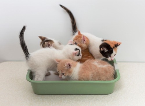 子猫5匹でぎゅうぎゅうなトイレ