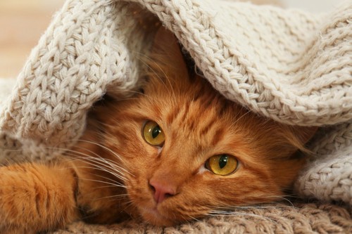 布団の中でくつろぐ猫