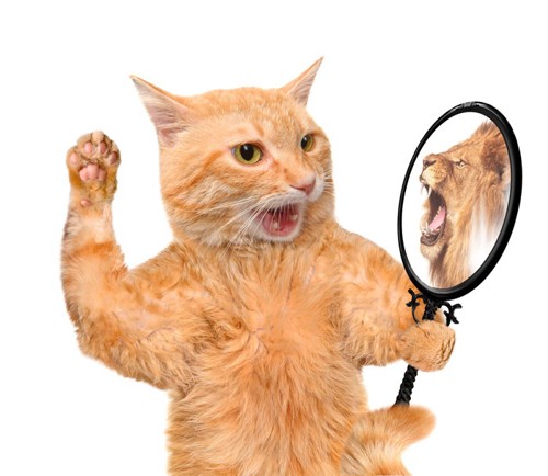 鏡を見て手を挙げる猫