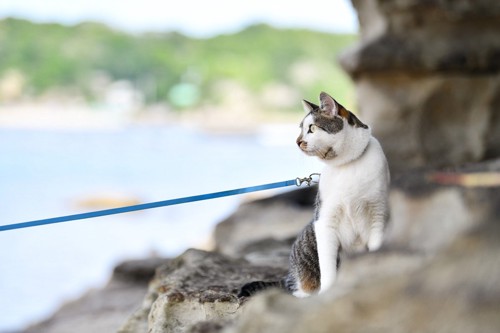 リードを付けて海を眺める猫