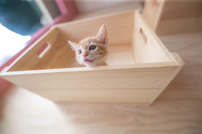 箱に入った子猫