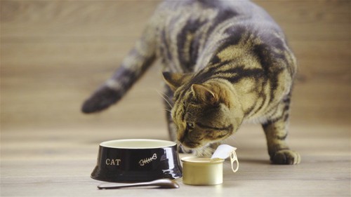 猫と缶詰とお皿