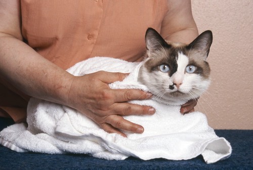 タオルでおさえられている猫