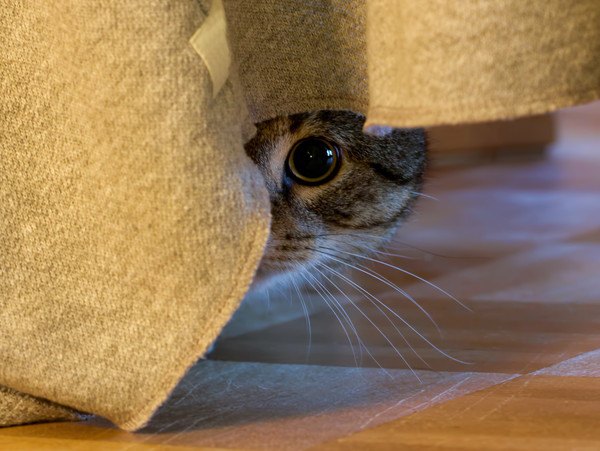 カーテンに居る猫
