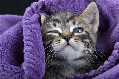 毛布にくるまって片目を閉じる子猫