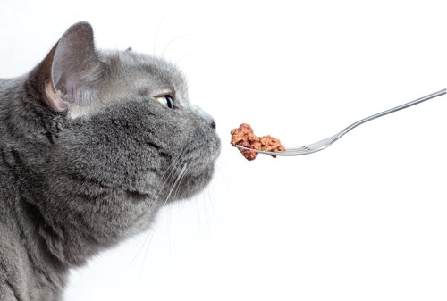スプーンから食べる猫