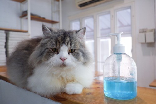 消毒液のボトルと猫