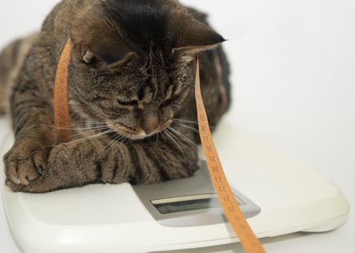 体重計の上で結果を見つめる猫