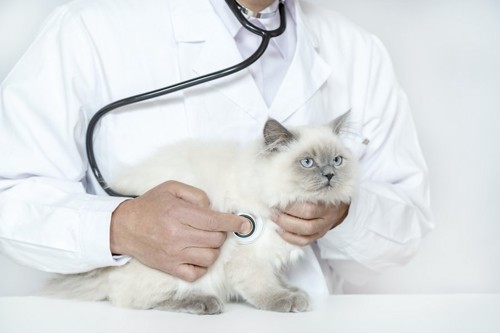 獣医師に聴診器を当てられる猫