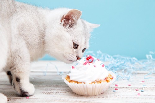 ケーキの匂いをかぐ猫