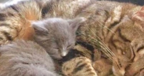 眠るキジトラ猫とグレーの子猫