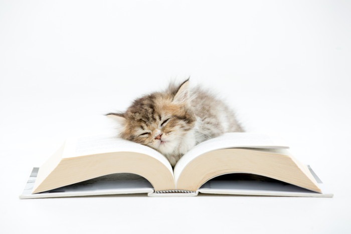 本の上で寝る子猫