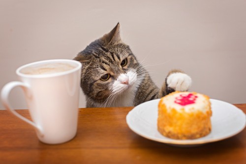 お皿の上のケーキを触る猫