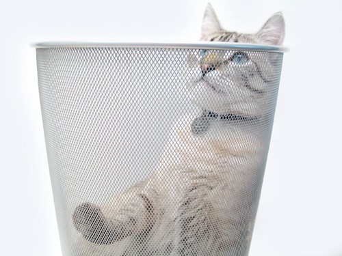 ゴミ箱の中に入っている猫