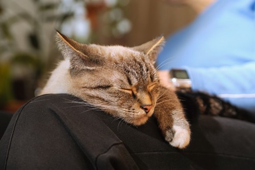 人の膝の上で寝る猫の顔