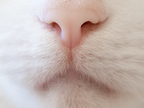 白猫の鼻のアップ