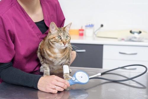 血圧を測る猫
