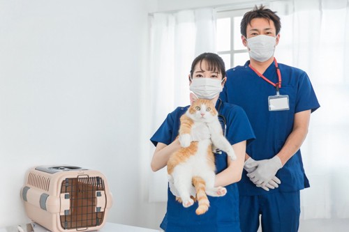 猫を抱く獣医師