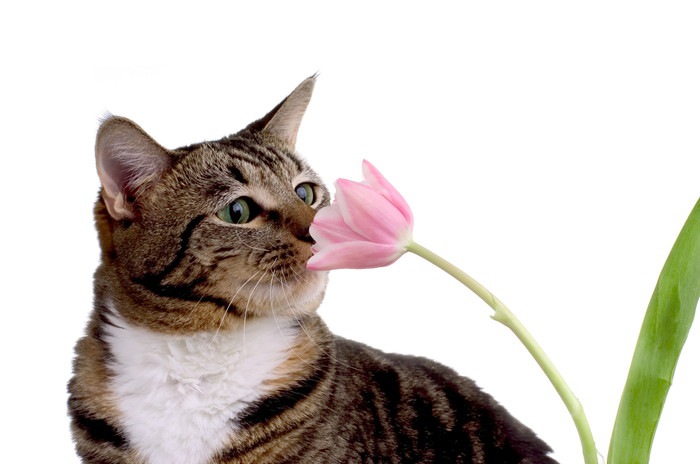 花の香りをかぐ猫