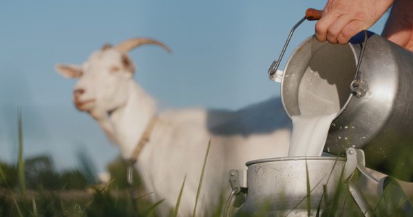 注がれるミルクとバックにうつる山羊