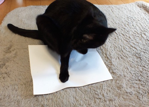 コピー用紙の上に猫