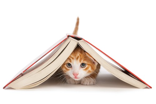 本に隠れている子猫