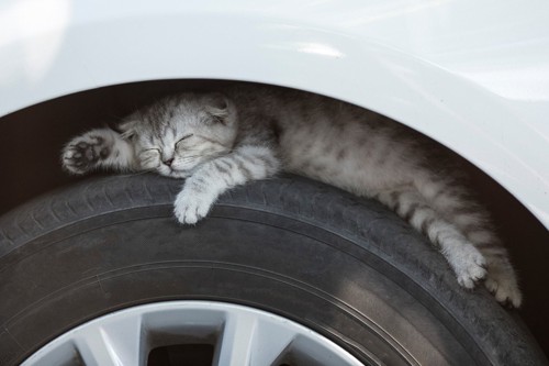 タイヤと車の間の猫