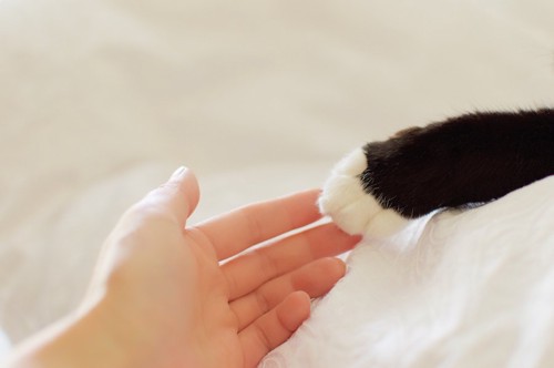 腎臓の数値の低い猫の手にタッチする人の手