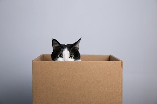 ダンボール箱に入って顔をのぞかせている猫