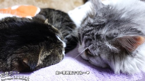 顔を近づけて寝る2匹の猫