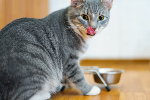 食事をする猫の写真