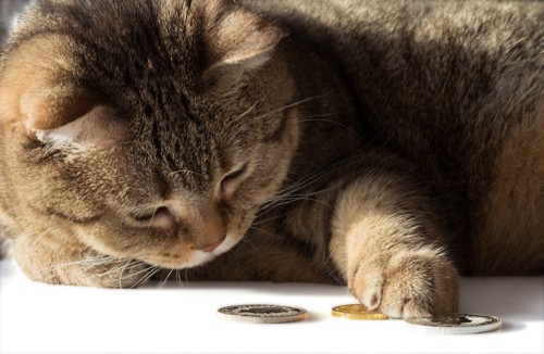 硬貨を触る猫