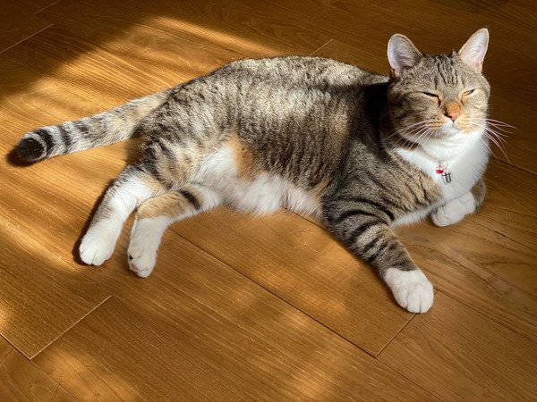 猫が日向ぼっこを好きな理由は？