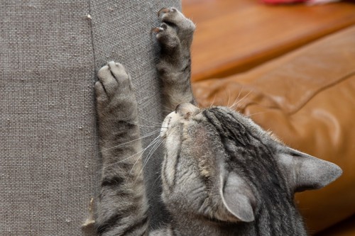 家具で爪とぎをする猫