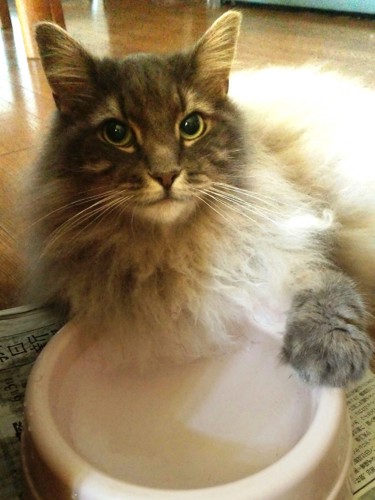 水の器に手をかける猫