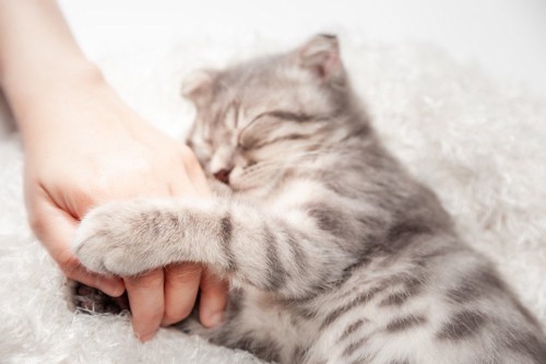 人の手に抱きついて眠る猫