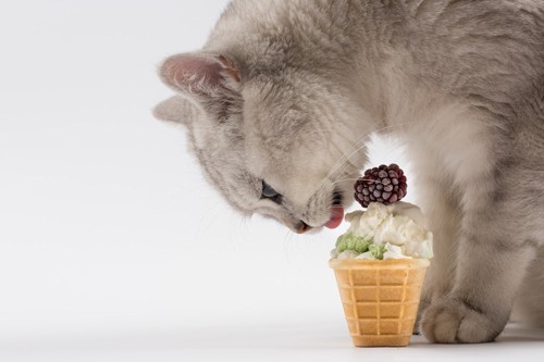 猫とアイスクリーム