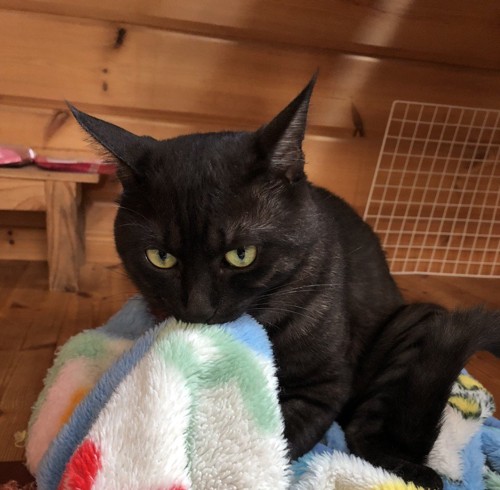 毛布をかじる黒猫
