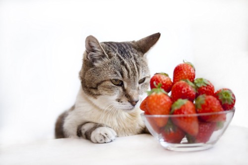 猫と苺